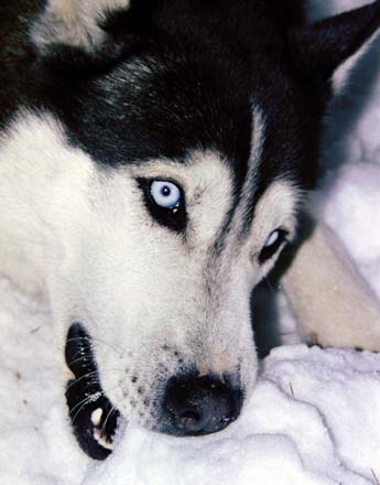 husky.jpg
