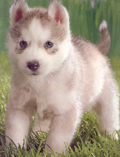 husky1.jpg