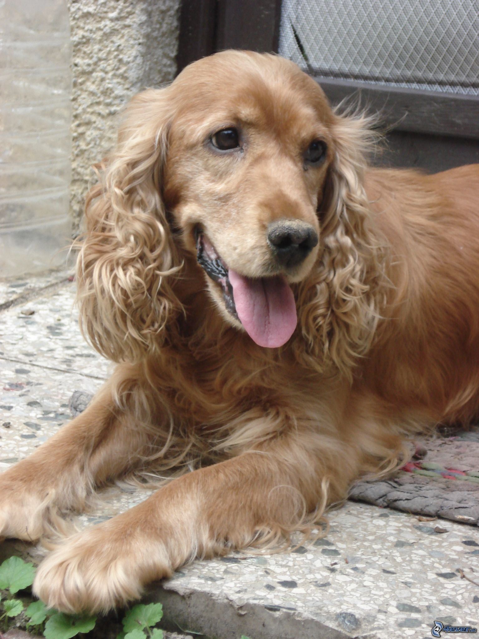 [obrazky.4ever.sk] pes 9518068.jpg