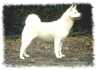 akita_corel.jpg