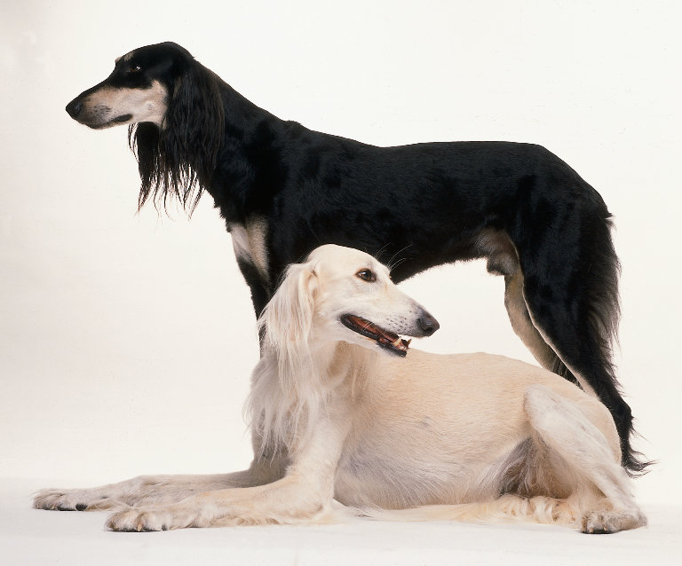 saluki-765656.JPG