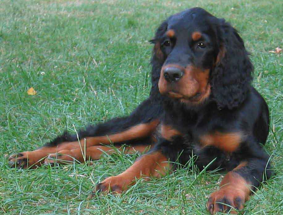 gordon_setter_pups_03a.jpg